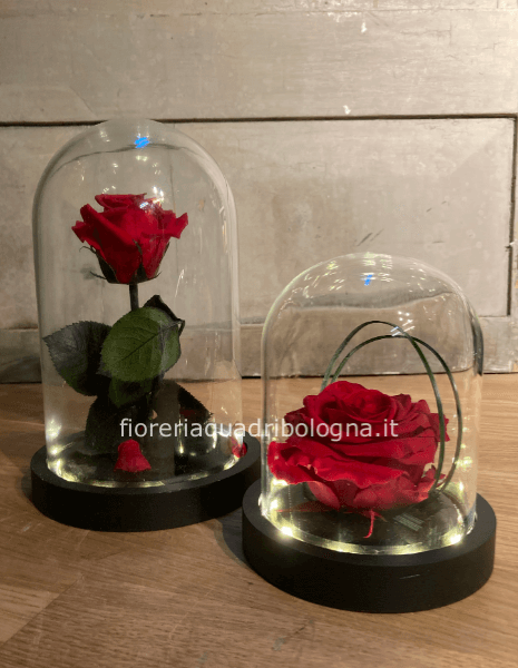 ROSA INCANTATA LUMINOSA